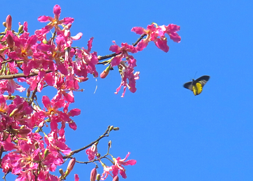 As autumn arrives, Silk Floss Trees are in full bloom on the streets of Taipei. Shilin Residence Park is already showcasing a romantic pink hue, and by November, the spectacle will extend to many other scenic spots. (Photo: Taipei City Government Public Works Department Park and Street Lights Office)